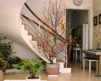 Cách chọn vị trí đặt đào Tết Ất Mùi theo phong thủy