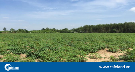 Read more about the article Đồng Nai cho phép chuyển mục đích sử dụng hàng trăm hecta đất