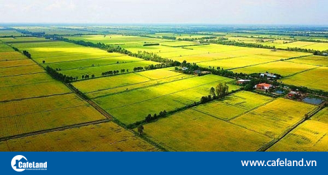 Read more about the article Cho phép chuyển đổi gần 200ha đất trồng lúa sang đất phi nông nghiệp