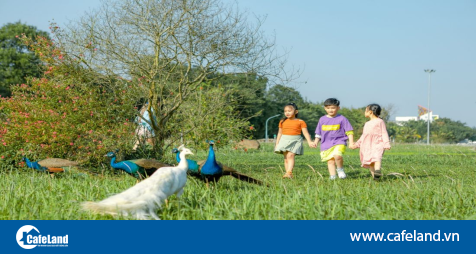 Read more about the article Chim công, vịt trời, thiên nga làm tổ trong khu đô thị Ecopark