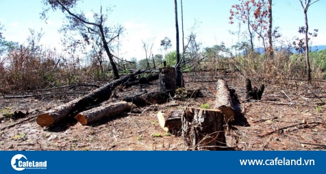 Read more about the article Nóng vụ phá rừng để chiếm đất rồi rao bán: Lâm Đồng khẩn trương vào cuộc xác minh làm rõ!