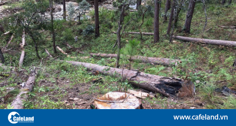 Read more about the article Vụ ‘phá rừng để chiếm đất rồi rao bán tại Lâm Đồng’: Phó Thủ tướng giao Bộ Công an điều tra, xử lý nghiêm