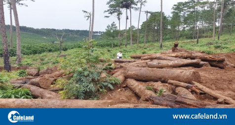 Read more about the article Xử lý nghiêm các trường hợp tự ý chuyển đổi mục đích sử dụng đất rừng thành đất ở