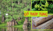Ứng dụng của gỗ thủy tùng trong đời sống