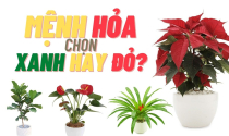 Mệnh Hỏa hợp cây gì?