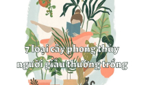 7 loại cây phong thủy người giàu thường trồng
