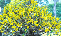 Hoa mai ngày Tết và ý nghĩa đặc biệt