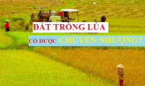 Coi chừng mất tiền khi mua đất lúa