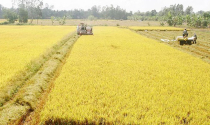 Đồng Tháp chuyển đổi 31,41ha đất trồng lúa sang đất phi nông nghiệp