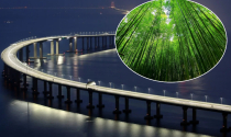 “Pháp sư” Trung Hoa lại khiến cả thế giới sửng sốt: Dùng tre để xây cầu vượt biển dài nhất thế giới, 6 năm vẫn bền vượt trội