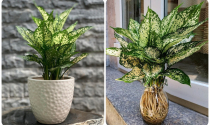 Phong thủy phòng khách: 8 loại cây xanh hút tài lộc, may mắn