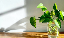 7 loại cây trồng trong phòng ngủ có thể giúp bạn ngủ ngon hơn