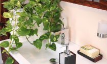 9 loại cây giúp thanh lọc, khử mùi mang đến không gian phòng tắm sạch sẽ, thoáng mát 