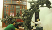 Gốc cây huyền sử ngàn năm giá tiền tỷ của đất Việt