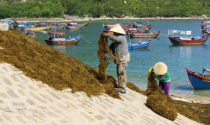 Lại mắc "bẫy" thương lái Trung Quốc, giá rong mơ chạm đáy