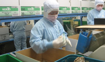 Xuất khẩu lao động sang Nhật Bản: Cẩn thận “chiêu” lừa mới