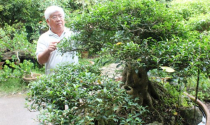 Tỉ phú nông dân Sài Gòn: Đưa hoa kiểng ra nước ngoài