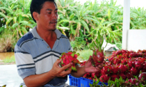 Kiếm tiền tỷ nhờ trồng thanh long ở U Minh Hạ