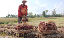 Sóc Trăng: Hành tím chất đống, nông dân điêu đứng