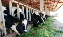 WB “rót” thêm 45 triệu USD cho ngành chăn nuôi, thực phẩm tại Việt Nam