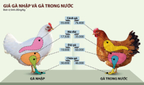 Gà Việt phát hoảng với đùi gà Mỹ chưa tới 20.000 đồng/kg