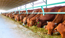 Bầu Đức đưa công ty nuôi bò lên sàn chứng khoán