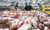 'Thòng lọng' mới đe dọa cá tra Việt