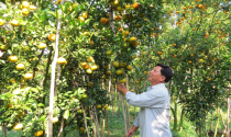 Người trồng quýt hồng Lai Vung lỗ nặng vì bị ép giá