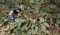 Nông dân Lai Châu “ôm nợ” vì thảo quả chết