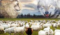 Nếu là bầy cừu, bạn chọn sói hay sư tử: Câu trả lời sẽ cho biết bạn sẽ lên lãnh đạo hay suốt đời làm nhân viên “quèn”