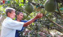 “Kỹ sư nông dân” 22 năm làm việc không hưởng lương