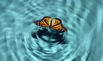 ‘Hiệu ứng cánh bướm’ trong kinh doanh: Đi tìm ‘cánh bướm’ Việt