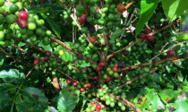 Giá cà phê lao dốc, chỉ các nhà sản xuất Việt Nam và Brazil sống khỏe