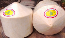 Đam mê xuất khẩu dừa xiêm
