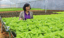 Bà chủ vườn cà chua khổng lồ chuyển sang trồng rau thủy canh