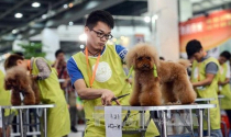 Dịch vụ chăm sóc thú cưng ở Trung Quốc kiếm hơn 20 tỷ USD một năm