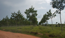 Đắk Lắk: 1.700 ha đất rừng bốc hơi sạch trong vòng 10 năm