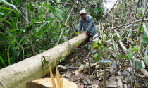 Nhiều dự án ‘xẻ thịt’ đất rừng trái phép tại Phú Yên