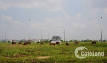 Đất nền quận 9: Giao dịch chững lại, giá đất vẫn giữ đỉnh