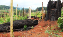 Thu hồi đất Dự án du lịch vì để phá rừng tràn lan