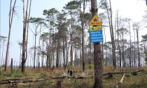 Đắk Nông: Sau 4 năm, mất hơn 100 ha rừng thông tại xã Quảng Sơn