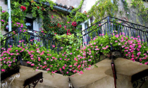 Không trồng quá nhiều cây ở ban công