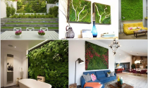 Căn nhà thêm sức sống với bức tường rêu xanh mướt