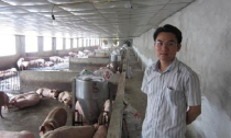 Có bằng thạc sĩ quốc tế, chọn về... nuôi lợn