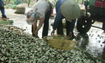 Tỷ phú ngư dân “trắng tay“ vì ngao