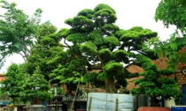 Đại gia Sài Gòn chi 12 tỷ mua 4 cây Vạn Niên Tùng