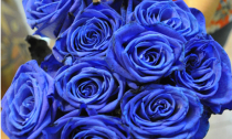 Hoa hồng xanh tiền triệu cho ngày Valentine