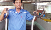 'Vua' rắn mối miền Tây làm giàu với rắn hổ hành