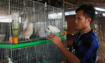 Dạy chim hót ở thủ đô, đút túi tiền tỷ