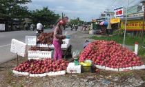 Nỗi lo thanh long rớt giá